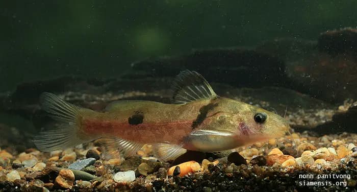 Batasio fluviatilis photo