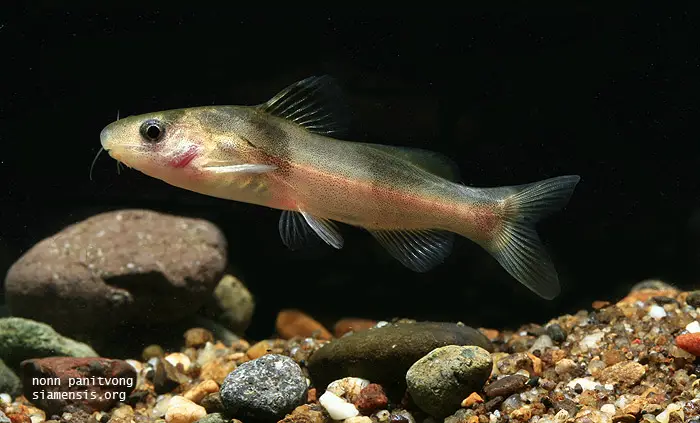 Batasio tigrinus photo