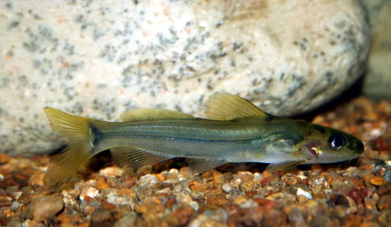 Batasio travancoria photo