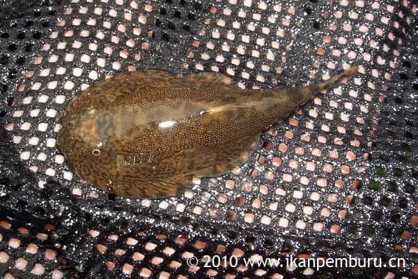 Beaufortia cyclica photo