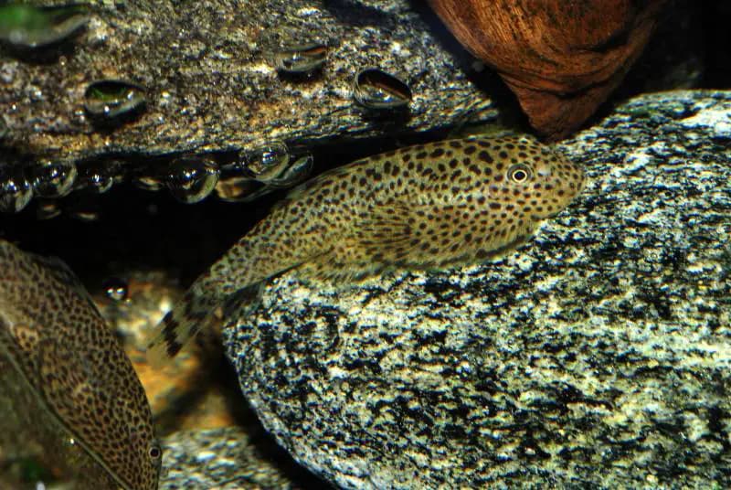 Beaufortia kweichowensis photo