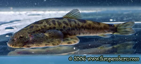 Beaufortia szechuanensis photo