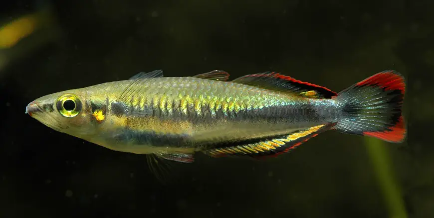 Bedotia madagascarensis photo