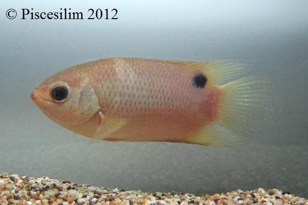 Belontia hasselti photo