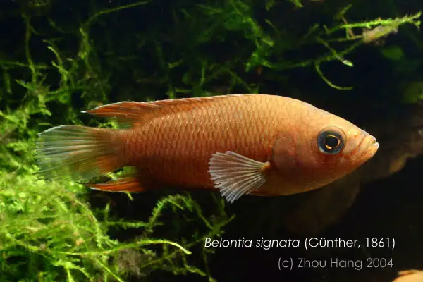 Belontia signata photo