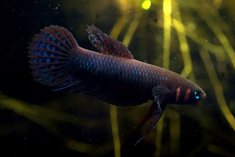 Betta hendra photo