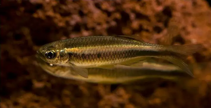 Betadevario ramachandrani photo