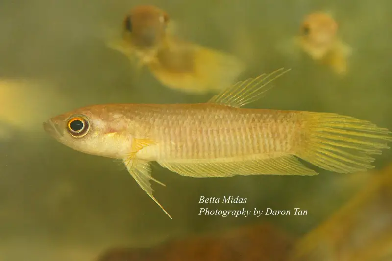 Betta midas photo