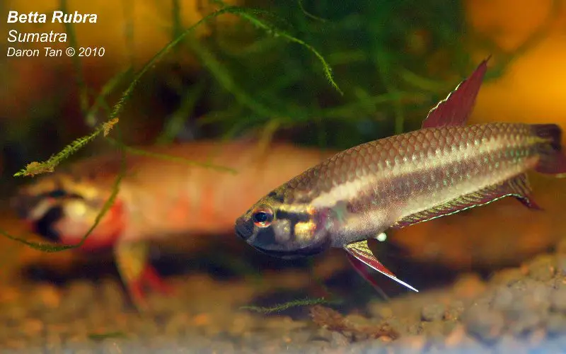 Betta dennisyongi photo