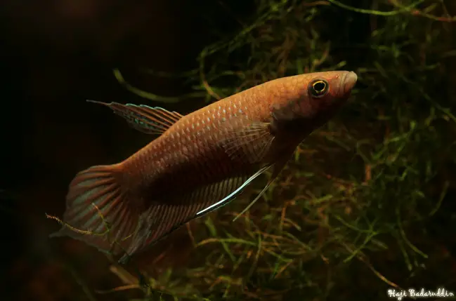Betta akarensis photo