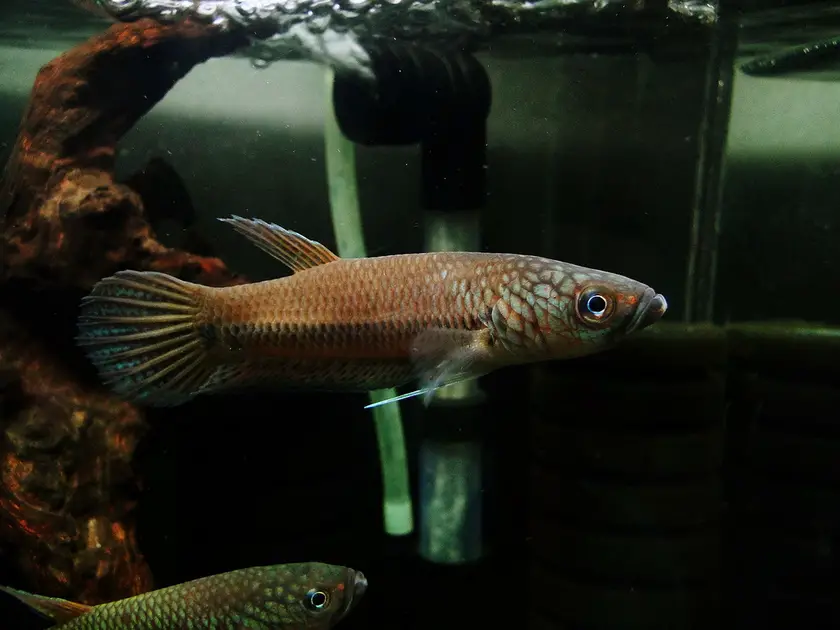 Betta sp. antuta/bulungan photo