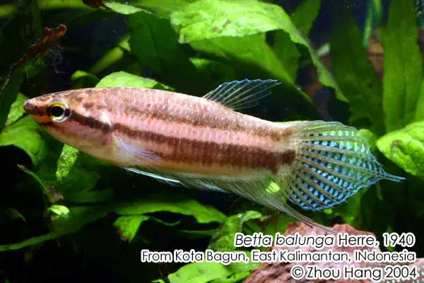 Betta balunga photo