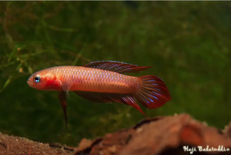 Betta burdigala photo