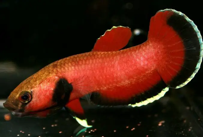 Betta channoides photo