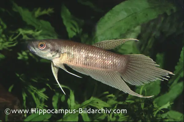 Betta chloropharynx photo
