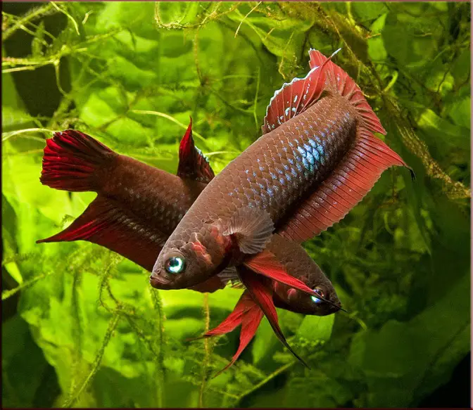 Betta coccina photo