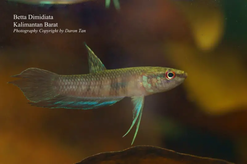 Betta dimidiata photo