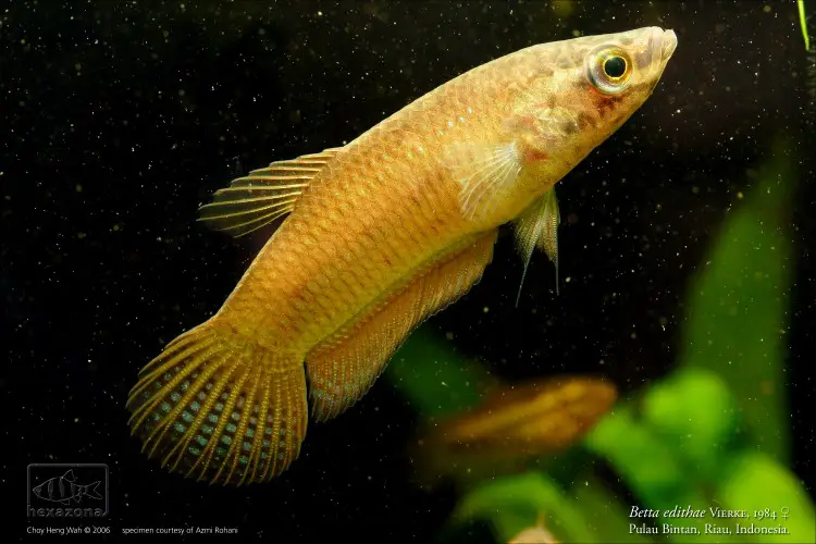 Betta edithae photo