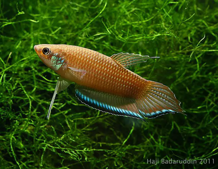 Betta enisae photo