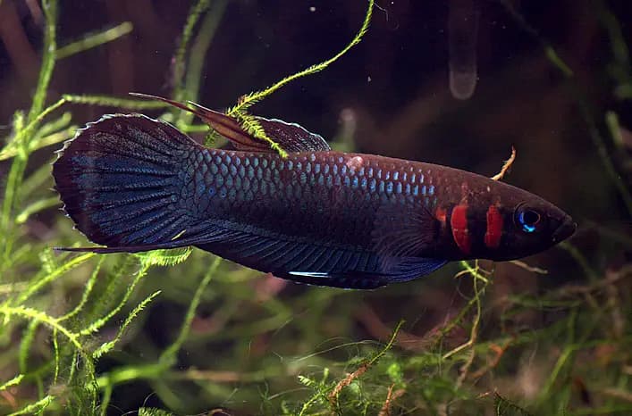 Betta foerschi photo