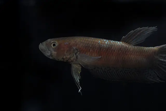 Betta gladiator photo