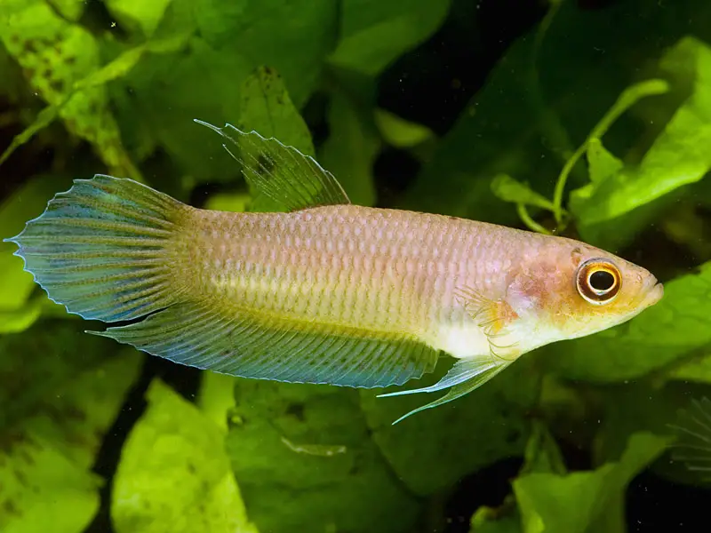 Betta hipposideros photo