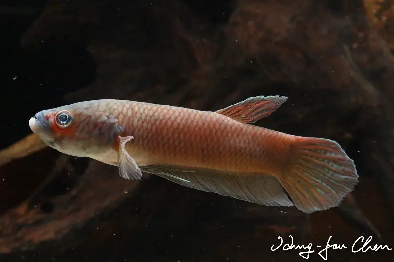 Betta ideii photo