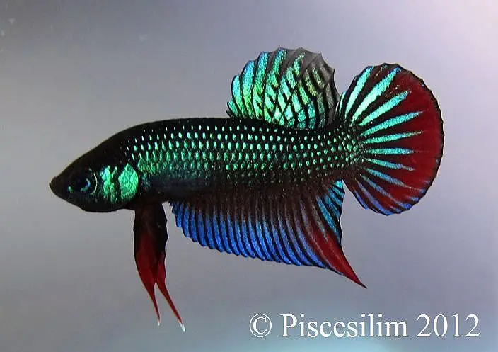Betta imbellis photo