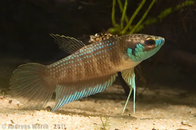 Betta kuehnei photo
