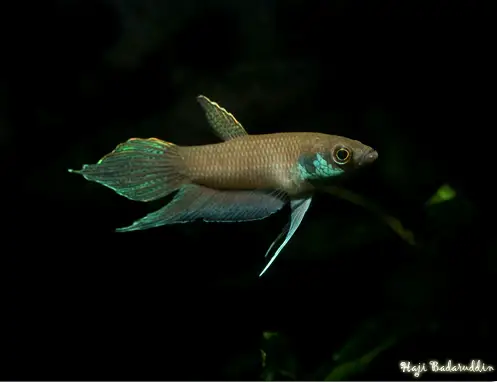 Betta lehi photo
