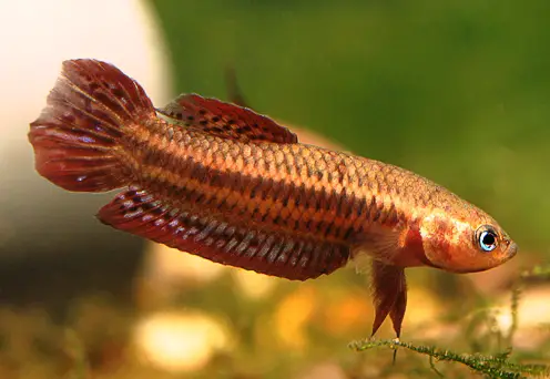 Betta livida photo