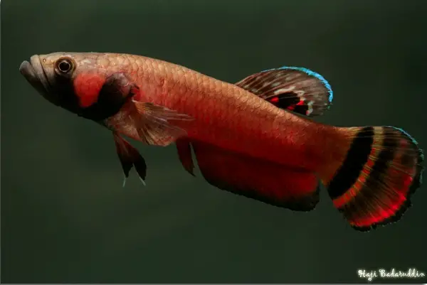 Betta macrostoma photo