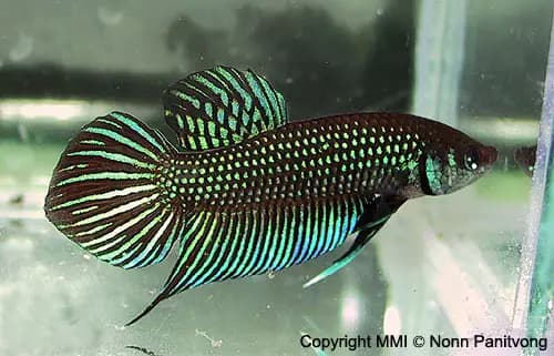 Betta mahachaiensis photo