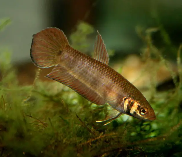 Betta mandor photo