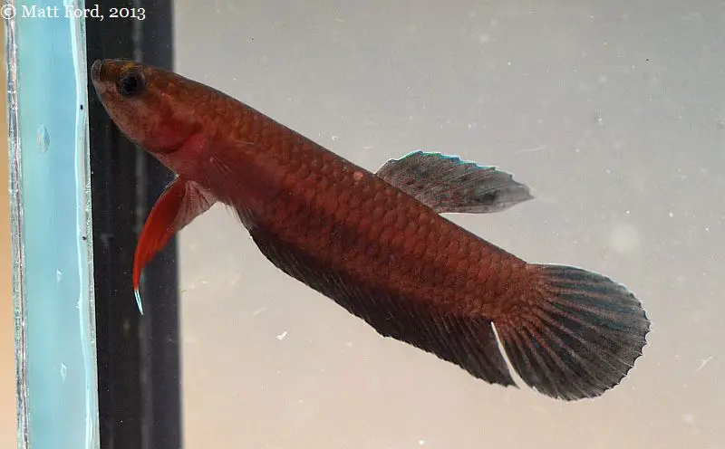 Betta miniopinna photo