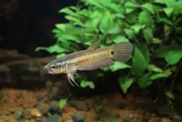 Betta ocellata photo