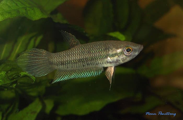 Betta pallida photo
