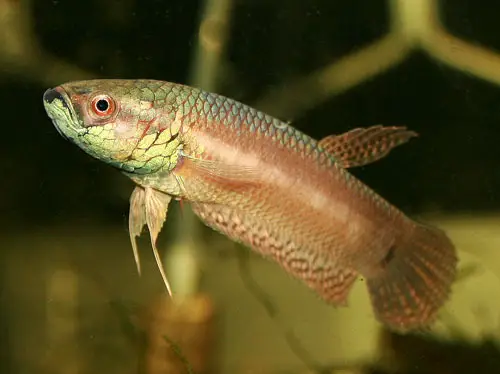 Betta pallifina photo