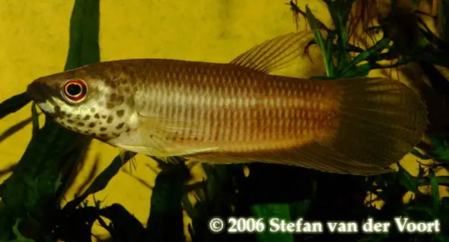 Betta pardalotos photo