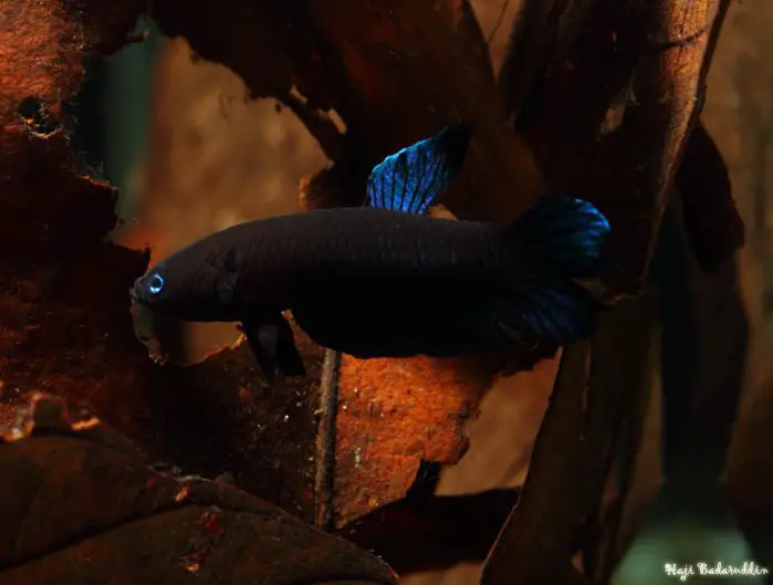Betta persephone photo
