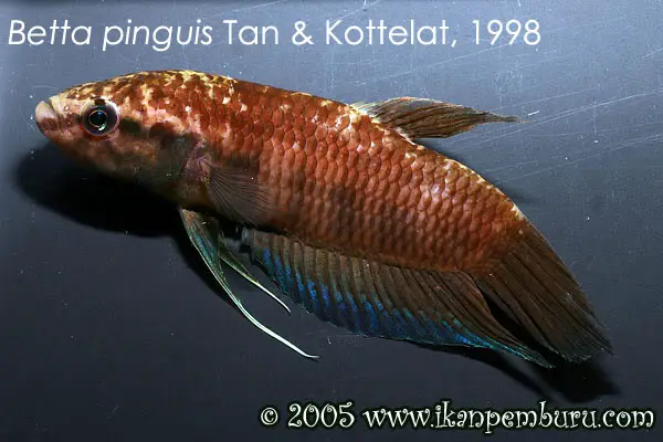 Betta pinguis photo