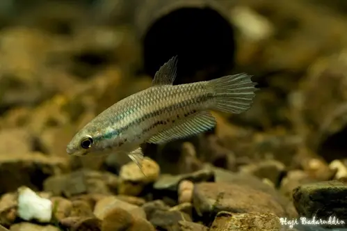 Betta prima photo