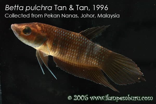 Betta pulchra photo