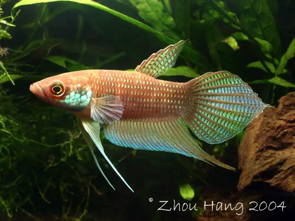 Betta raja photo