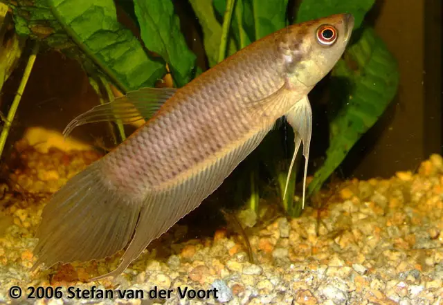 Betta renata photo