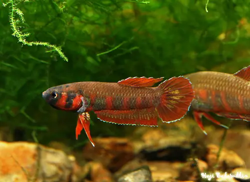 Betta rubra photo