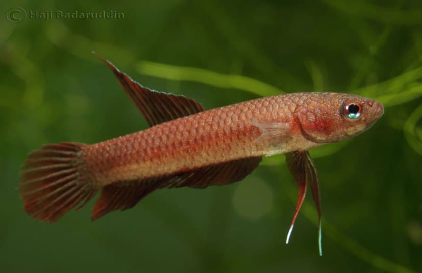 Betta rutilans photo