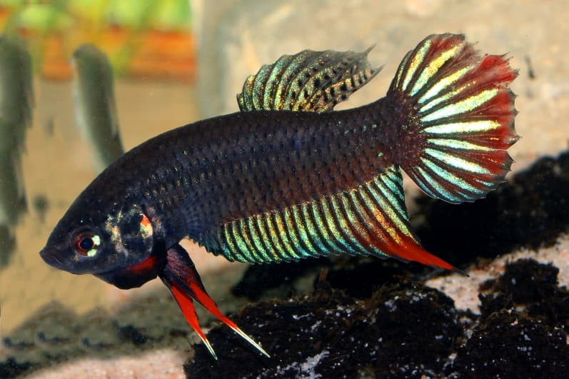 Betta siamorientalis photo