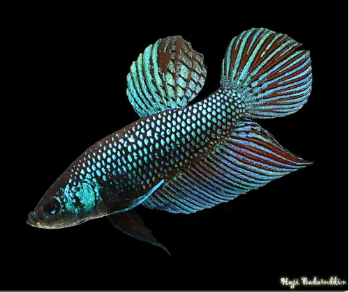 Betta smaragdina photo