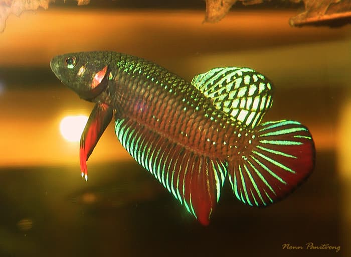 Betta splendens photo